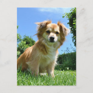 Carte Postale Photo de chiot mignon dans le jardin