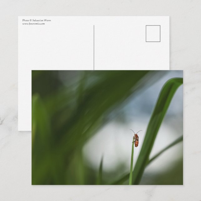 Carte postale photo de coléoptère dans la nature (Devant / Derrière)
