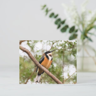 Carte Postale Photo de colibri