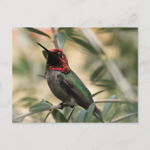 Carte Postale Photo de Colibri d'Anna