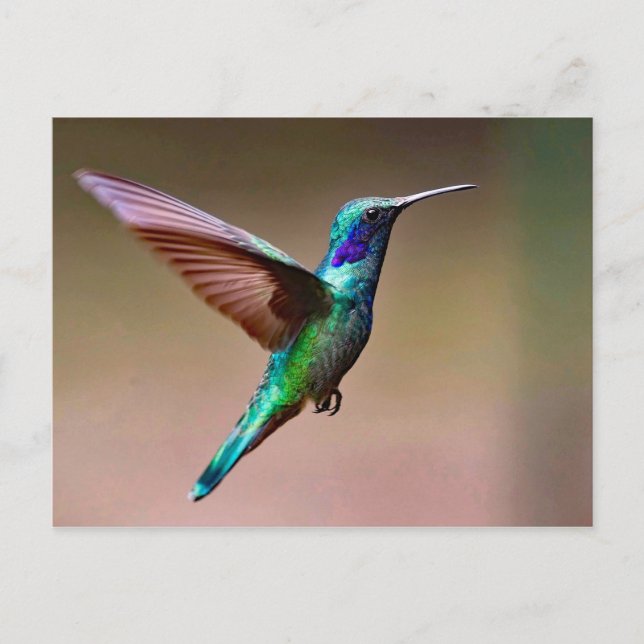 Carte Postale Photo de colibri vert de la faune (Devant)