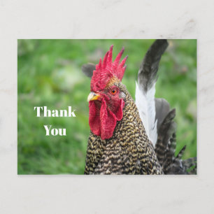 Carte Postale Photo de coq merci