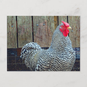 Carte Postale Photo de coq noir et blanc de poulet