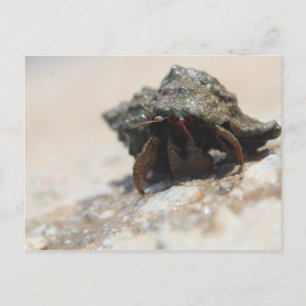 Carte Postale Photo de crabe Hermite