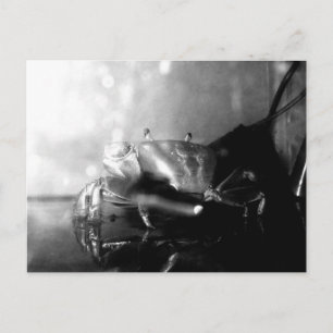 Carte Postale Photo de crabe Hermite monochrome