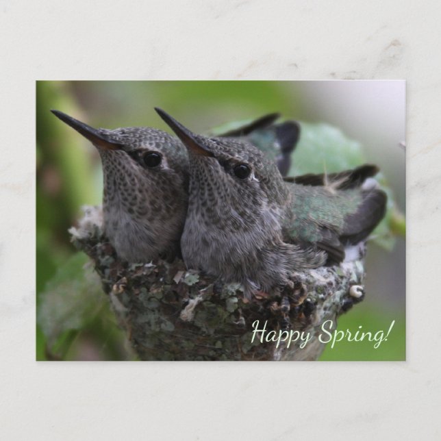 Carte Postale Photo de Customizable Baby Hummingbird | (Devant)