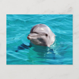 Carte Postale Photo de dauphin dans l'eau bleue