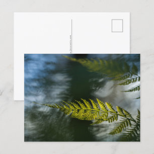Carte Postale Photo de Fern Nature