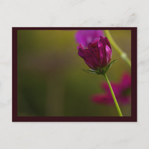 Carte postale photo de fleur