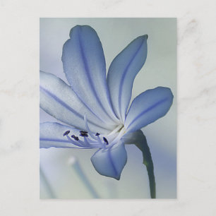 Carte Postale Photo de fleur bleue fraîche