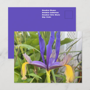 Carte Postale Photo de fleur d'iris pourpre dans un jardin extér