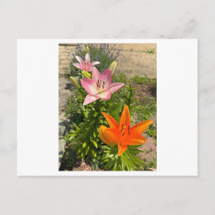Carte postale photo de fleurs de lis tigré