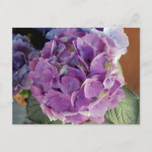 Carte Postale Photo de fleurs florales d'Hydrangea