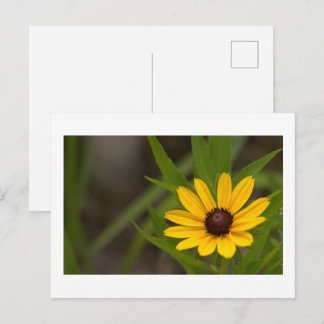 Carte postale photo de fleurs sauvages jaunes