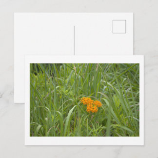 Carte postale photo de fleurs sauvages orange