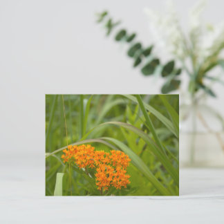 Carte postale photo de fleurs sauvages orange