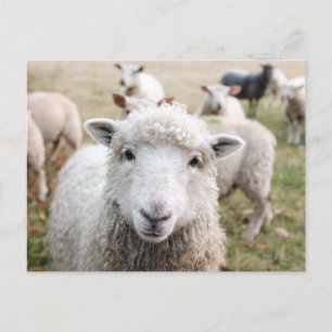 Carte Postale Photo de fond blanc mignon