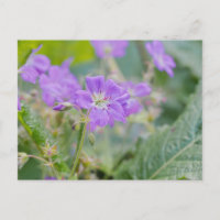 Photo de géranium sauvage lilas - Fleur botanique