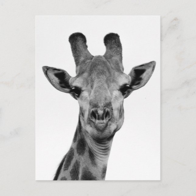 Carte Postale Photo de girafe noir et blanc (Devant)