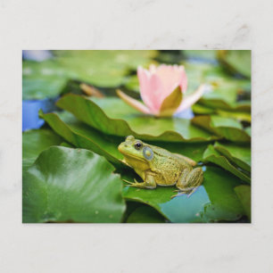 Carte Postale Photo de grenouille mignonne sur feuille de nénuph