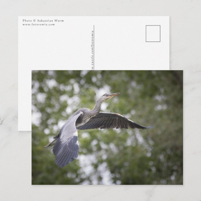 Carte Postale Photo de Grey Heron Nature (Devant / Derrière)