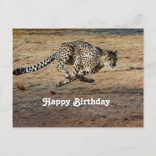 Carte Postale Photo de guépard sauvage courant pour anniversaire