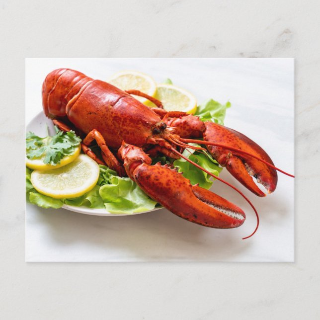 Carte Postale Photo de homard (Devant)