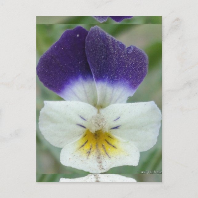 Carte Postale Photo de Johnny Jump-up Flower Pic (Devant)