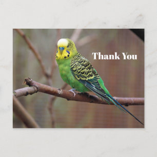Carte Postale Photo de jolie perruche verte Merci