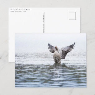 Carte Postale Photo de la faune de l'oie