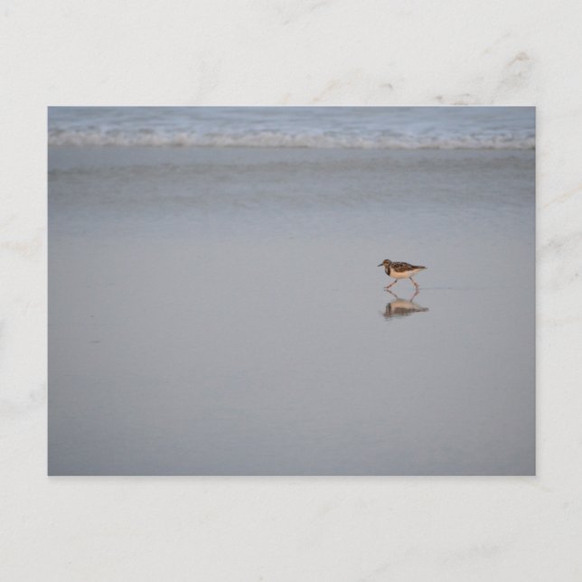 Carte Postale Photo de la faune Ocean Nature Beach Bird Sandpipe (Devant)