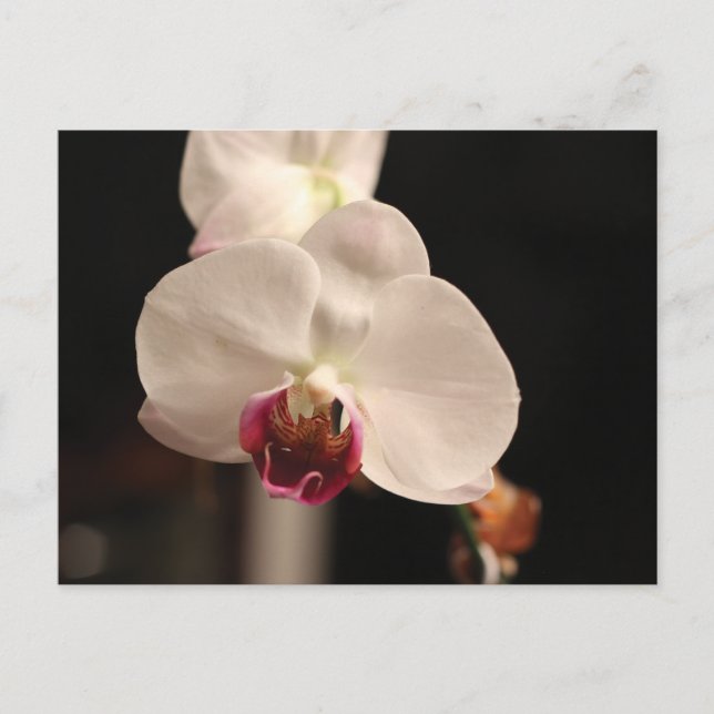 Carte Postale Photo de la fleur d'orchidée blanche et rose (Devant)
