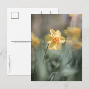 Carte Postale Photo de la jonquille de fleurs jaunes