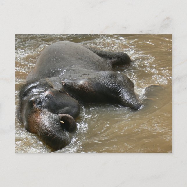 Carte Postale Photo de la Journée des éléphants en Thaïlande (Devant)