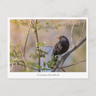 Carte Postale Photo de la nature de Blackbird