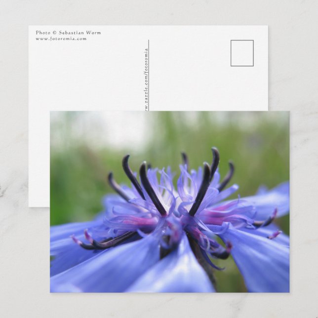 Carte Postale Photo de la nature de Cornflower (Devant / Derrière)
