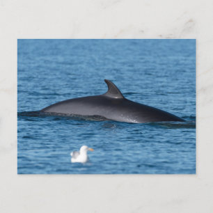 Carte postale photo de la nature de la baleine de 