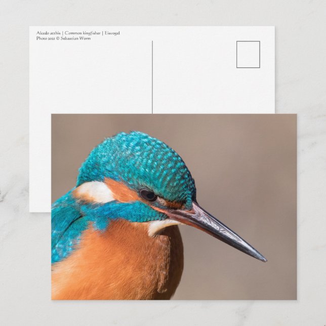 Carte Postale Photo de la nature de la pêche royale (Devant / Derrière)