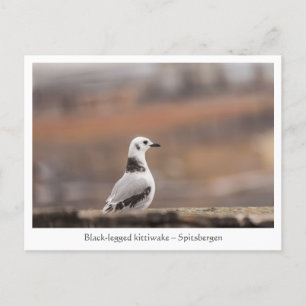 Carte Postale Photo de la nature de Young Seagull