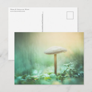 Carte Postale Photo de la nature des champignons enchantés