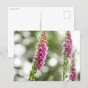 Carte Postale Photo de la nature des fleurs