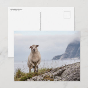 Carte Postale Photo de la nature des moutons