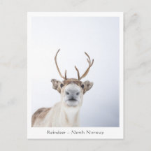 Photo de la nature des rennes