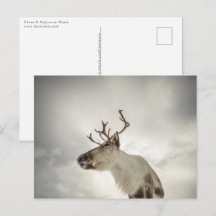 Carte Postale Photo de la nature des rennes