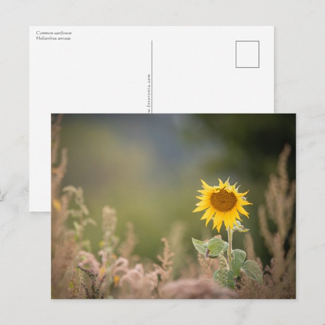 Carte Postale Photo de la nature des tourntournesols (Devant / Derrière)