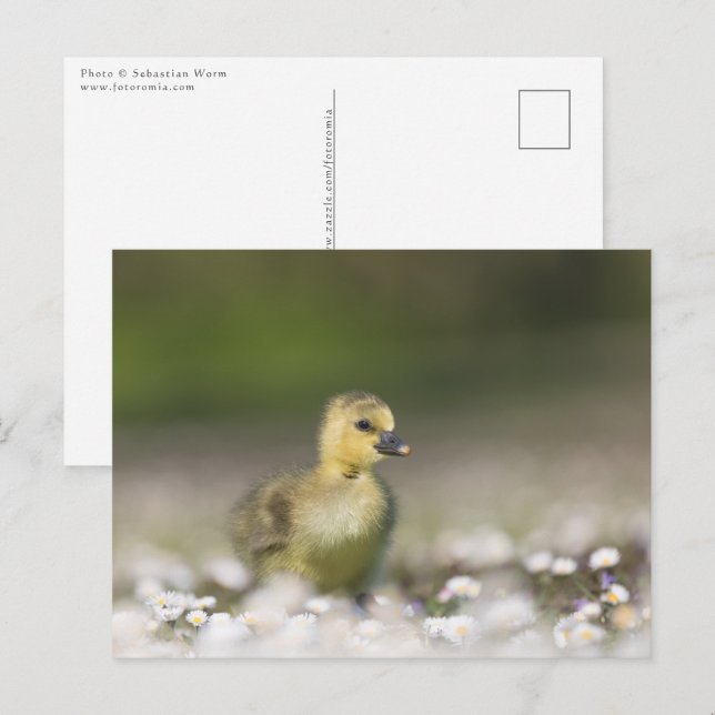 Carte Postale Photo de la nature du mignon poussette (Devant / Derrière)