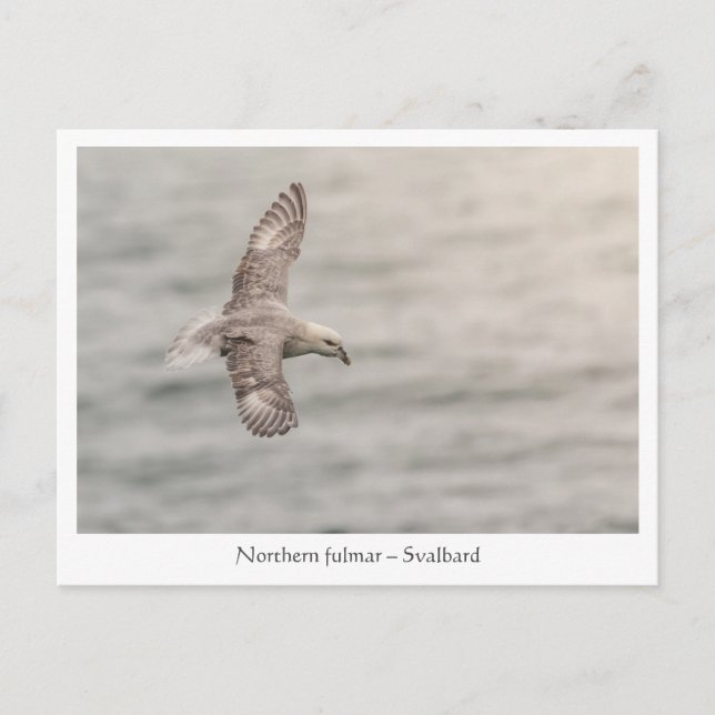 Carte Postale Photo de la nature du nord (Devant)