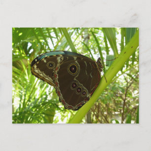 Carte Postale Photo de la nature du papillon bleu Morpho