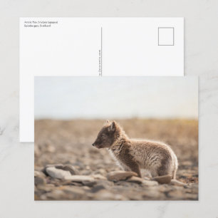 Carte Postale Photo de la nature du renard arctique
