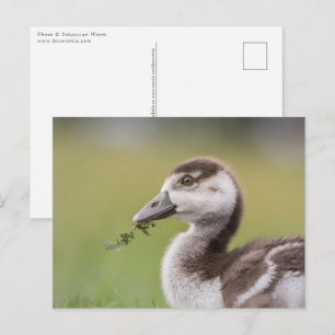 Carte Postale Photo de la nature d'un poussin d'oie mignon
